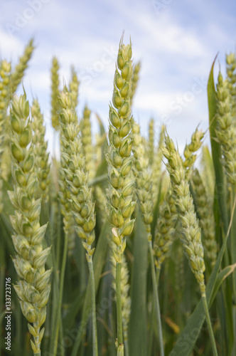 wheat