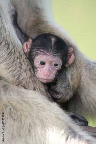 Baby monkey