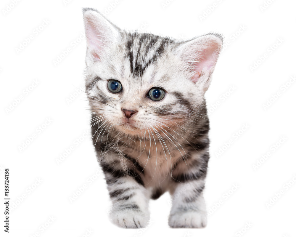 Cute American shorthair kitten with with cobweb Cute American shorthair kitten with with cobweb