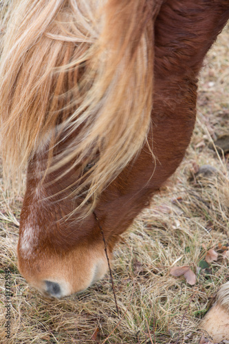 Wild brown Pony with Mane Blowing in the Wind Closeup