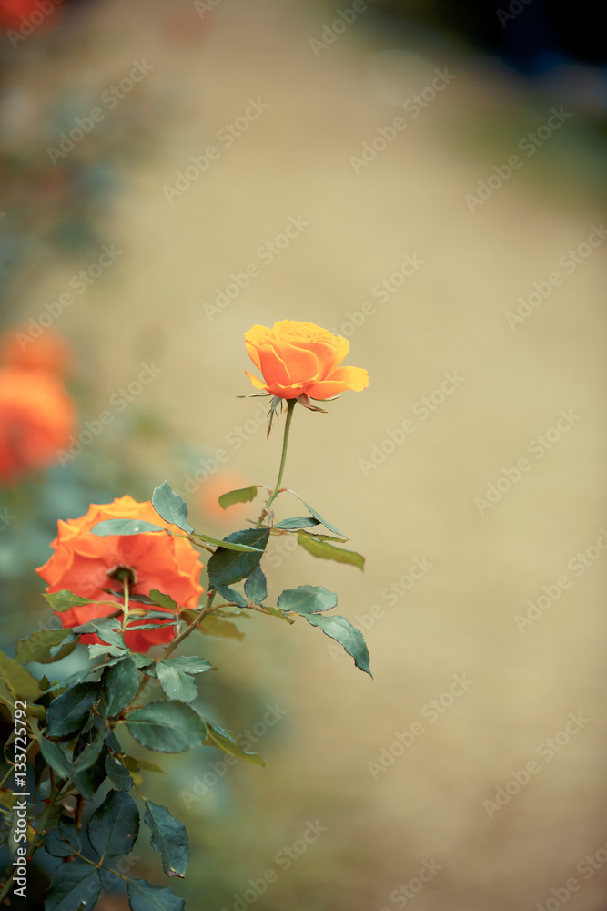Rose flower in garden