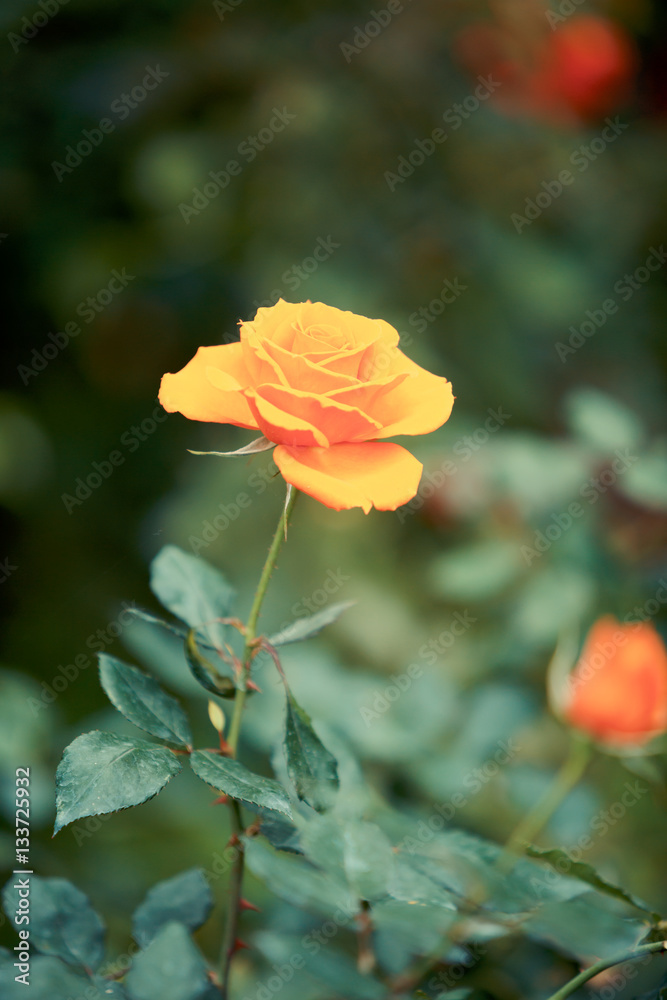 Rose flower in garden
