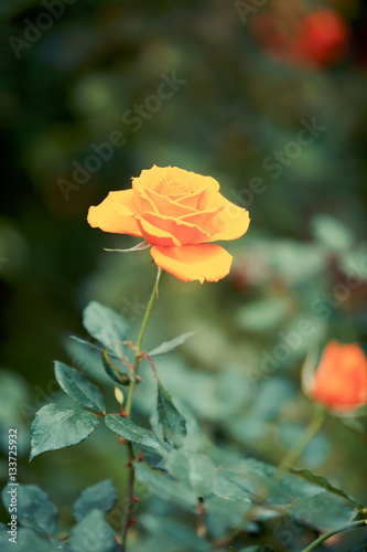 Obraz na płótnie Rose flower in garden w salonie