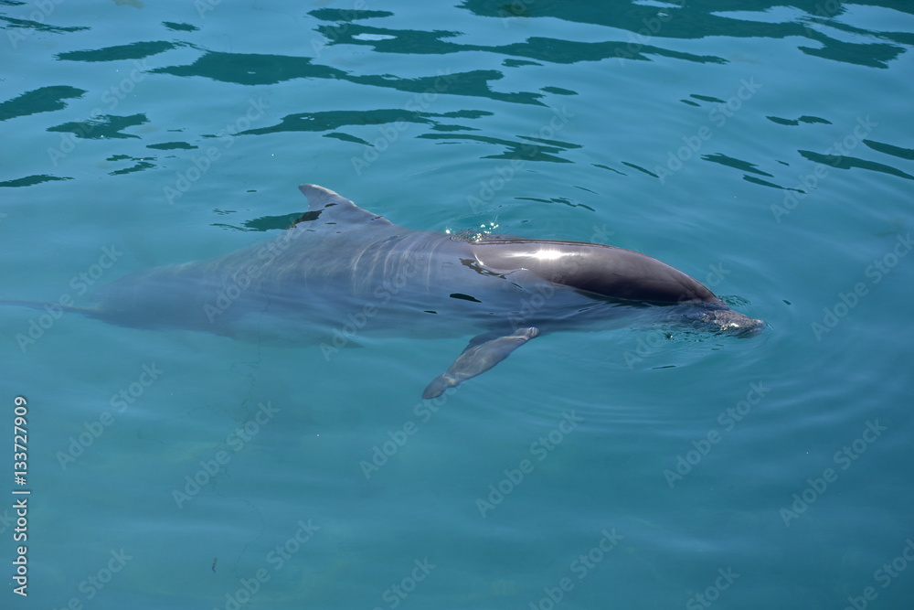 Fototapeta premium Miami, Florida - USA - January 08, 2016: Swim with the Dolphins