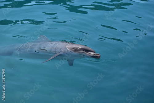 Miami, Florida - USA - January 08, 2016: Swim with the Dolphins © Ganeshkumar