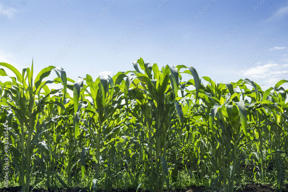 Obraz premium Corn field in a sunny day