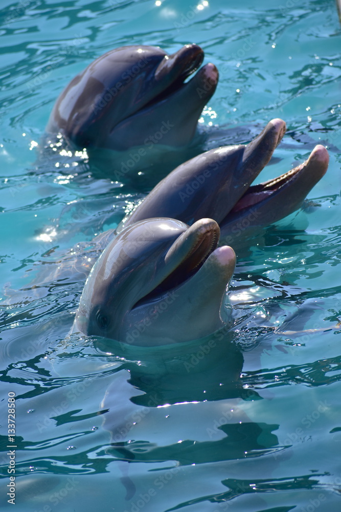 Miami, Florida - USA - January 08, 2016: Dolphins at Florida Se