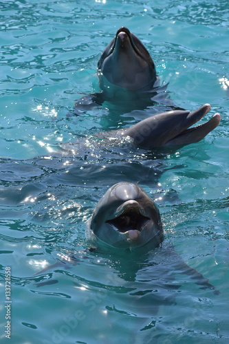 Miami, Florida - USA - January 08, 2016: Dolphins at Seaquarium