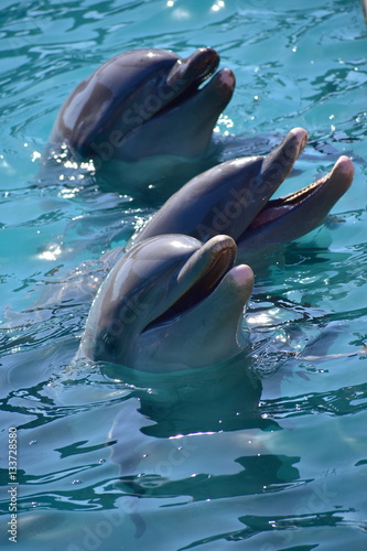 Obraz na płótnie Miami, Florida - USA - January 08, 2016: Dolphins at Florida Se w salonie