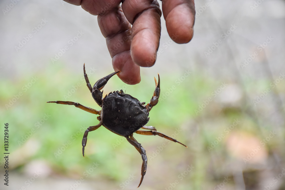 crab pinch the finger, pain and hard to release from it Stock Photo
