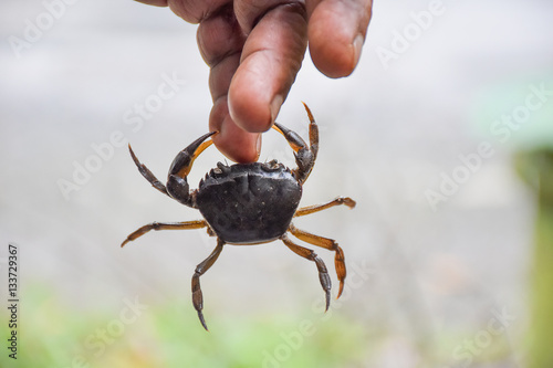 crab pinch the finger, pain and hard to release from it