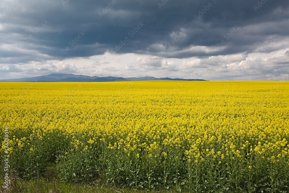 Rapeseed field landscape