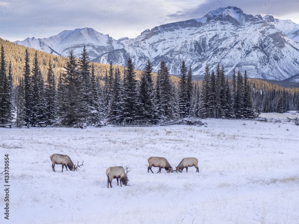 Wild Elk in winter Banff National Park Alberta Canada Wild Elk in winter Banff National Park Alberta Canada