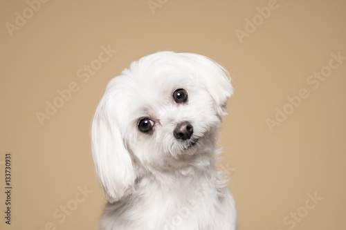 Cute white puppy posing in studio - Maltese dog photo