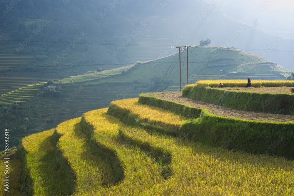 Asia Rice Feild Asian rice field in harvesting season in Mu Cang Chai, Yen Bai, Vietnam ...