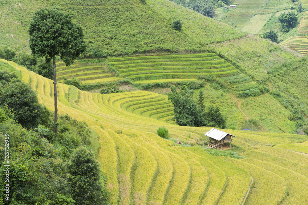 Asian rice field in harvesting season in Mu Cang Chai, Yen Bai, Vietnam. Terraced paddy fields are used widely in rice, wheat and barley farming in east, south, and southeast Asia