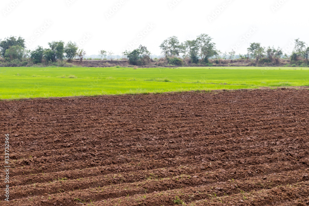 Prepare soil tillage cultivation.