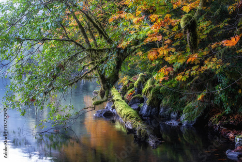 Fall colors  Lake Crescent  Olympic National Park  WA