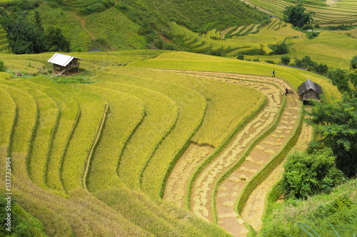 Asian rice field in harvesting season in Mu Cang Chai, Yen Bai, Vietnam. Terraced paddy fields are used widely in rice, wheat and barley farming in east, south, and southeast Asia