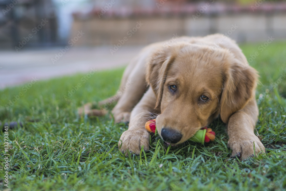 Golden Retriever and Chew Toy