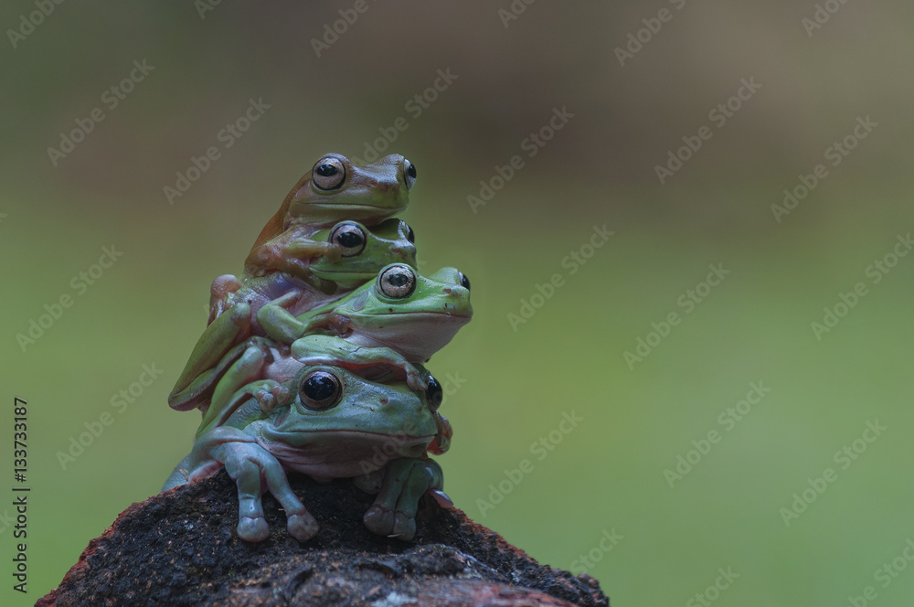 Fototapeta premium macro closeup of four green forest tree frog lay piled up while sitting on a wood