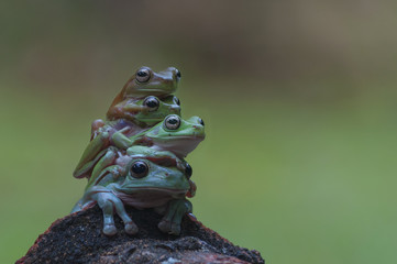 Wandcirkels Kikker Vier groene boomkikkers op hout  © sultan