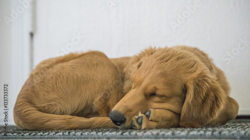 Golden Retriever Sleeping on Doormat