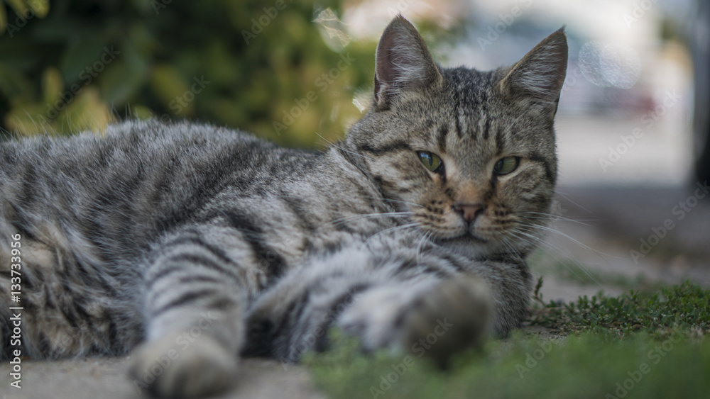 Lazy Cat Lazy Cat