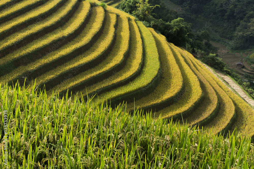 Asia Rice Feild Asia rice field by harvesting season in Mu Cang Chai district, Yen Bai ...