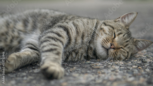 Cat Sleeping on Road