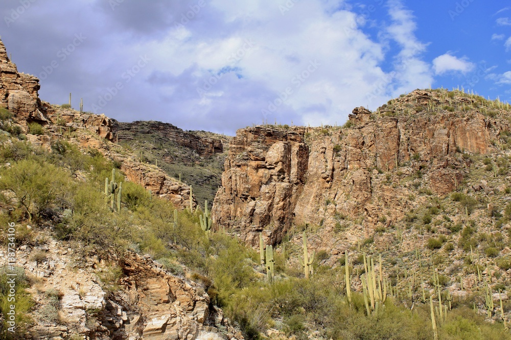 Gorgeous Desert Landscape of Southern Arizona featuring the beautiful Catalina Mountains 