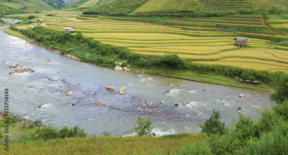 Asia rice field by harvesting season in Mu Cang Chai district, Yen Bai, Vietnam. Terraced paddy fields are used widely in rice, wheat and barley farming in east, south, and southeast Asia