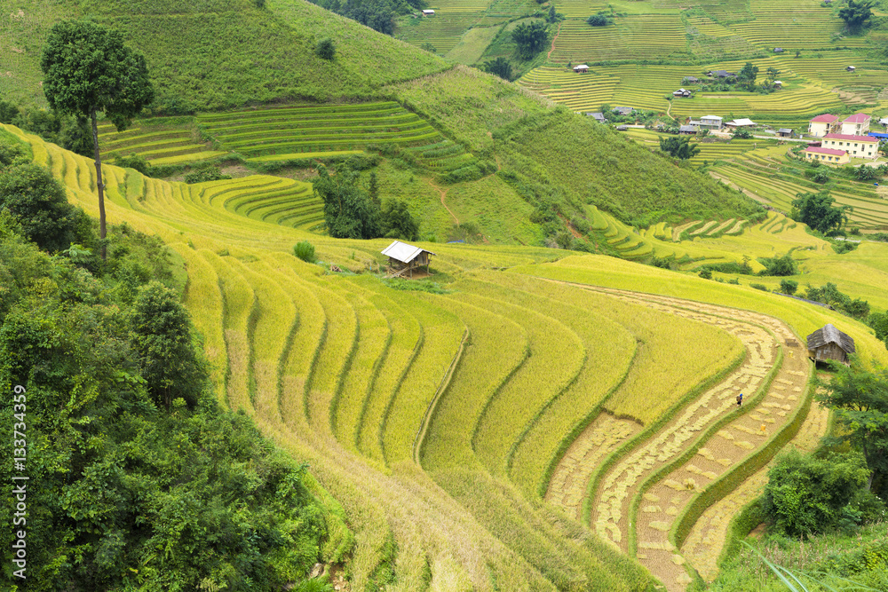 Asia rice field by harvesting season in Mu Cang Chai district, Yen Bai, Vietnam. Terraced paddy fields are used widely in rice, wheat and barley farming in east, south, and southeast Asia