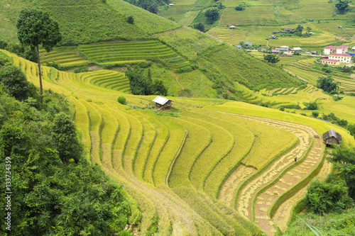 Asia rice field by harvesting season in Mu Cang Chai district, Yen Bai, Vietnam. Terraced paddy fields are used widely in rice, wheat and barley farming in east, south, and southeast Asia © Hanoi Photography