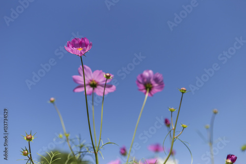 Pink cosmos flowers over clear blue sky