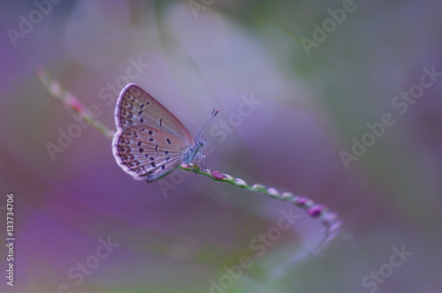 butterfly sitting on a curve twig with colorful background. image