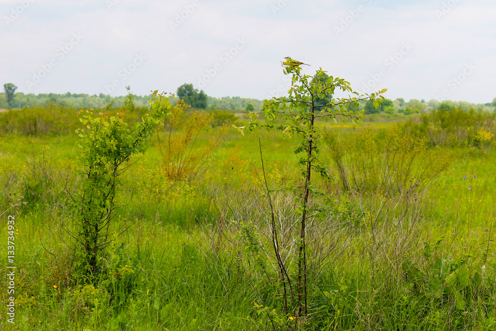 Fototapeta premium Great crested flycatcher on young tree