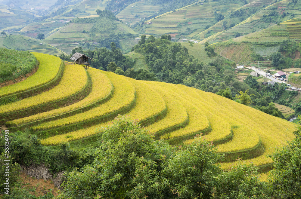 Asia rice field by harvesting season in Mu Cang Chai district, Yen Bai, Vietnam. Terraced paddy fields are used widely in rice, wheat and barley farming in east, south, and southeast Asia Asia rice field by harvesting season in Mu Cang Chai district, Yen Bai, Vietnam. Terraced paddy fields are used widely in rice, wheat and barley farming in east, south, and southeast Asia