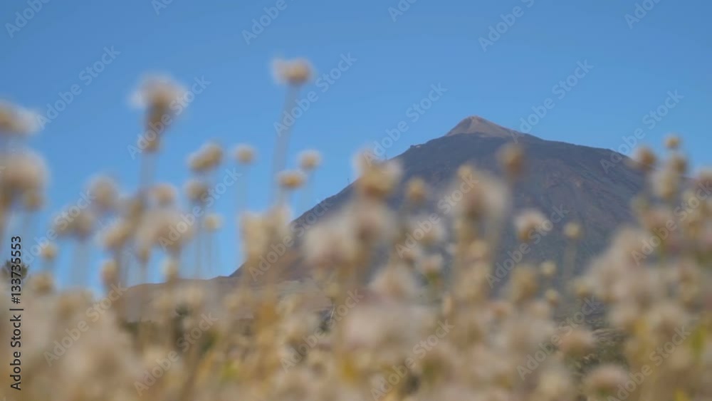 The camera shoots the bushes. In the background the big mountains The camera shoots the bushes. In the background the big mountains