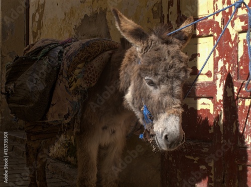 Donkey waiting for his next load in the Souks or Fez Morocco