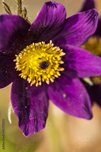 Purple and yellow flower close up