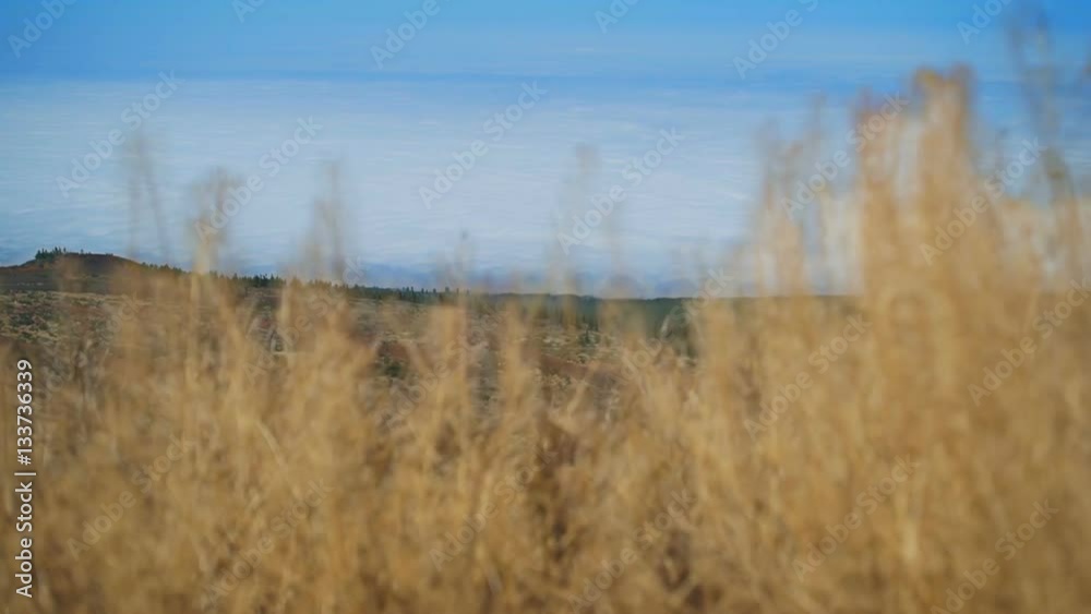 The camera pans down into the grass. In the background, the beach and clouds The camera pans down into the grass. In the background, the beach and clouds