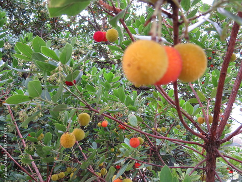 Arbousier avec fruits photo