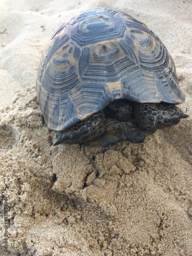 Obraz premium Turtle on the sandy beach