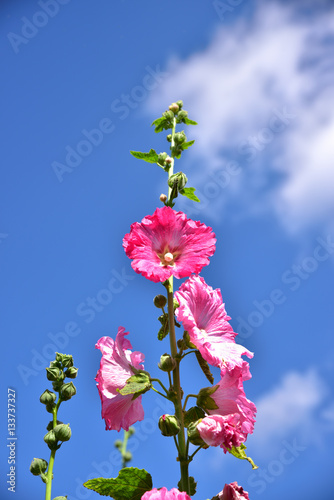 hollyhock flower with blue sky