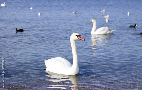 Swan. White Swan