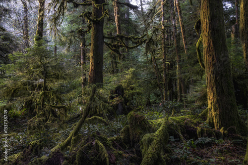 Old Growth Forest near Lake Crescent  Olympic Natrional Park  WA