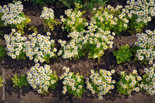 Fototapeta Naklejka Na Ścianę i Meble -  Small decorative daisies growing on the brown earth view from above.