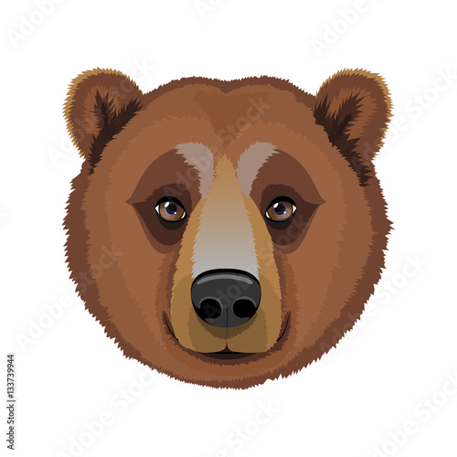 The head of an adult brown bear. Logo, emblem, mascot. Vector illustration.