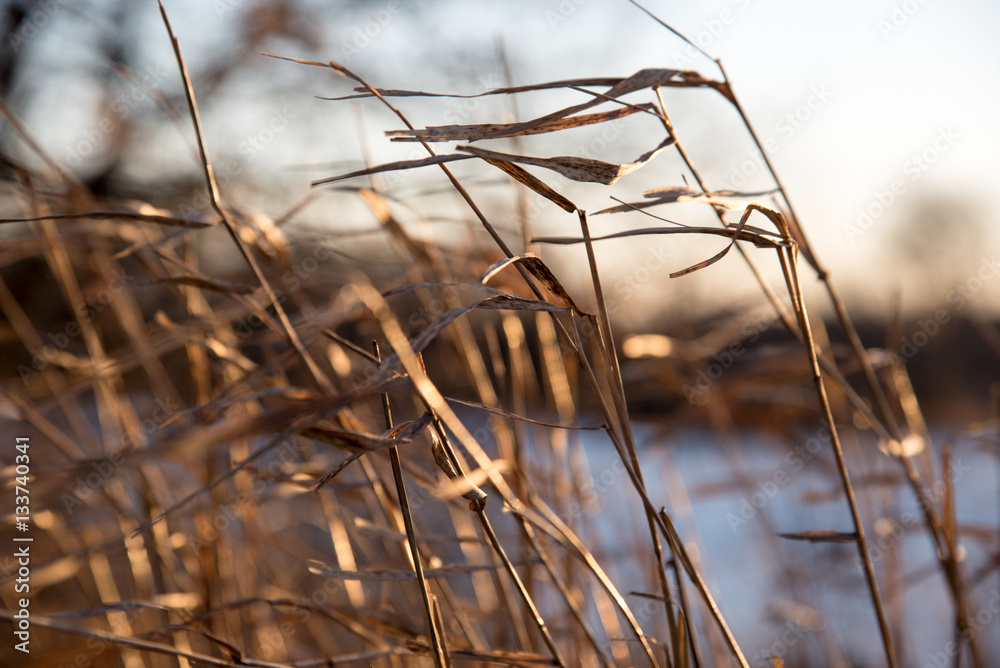 Obraz premium Close up of golden prairie grass blowing in the wind